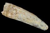 Spinosaurus Tooth - Real Dinosaur Tooth #119591-1